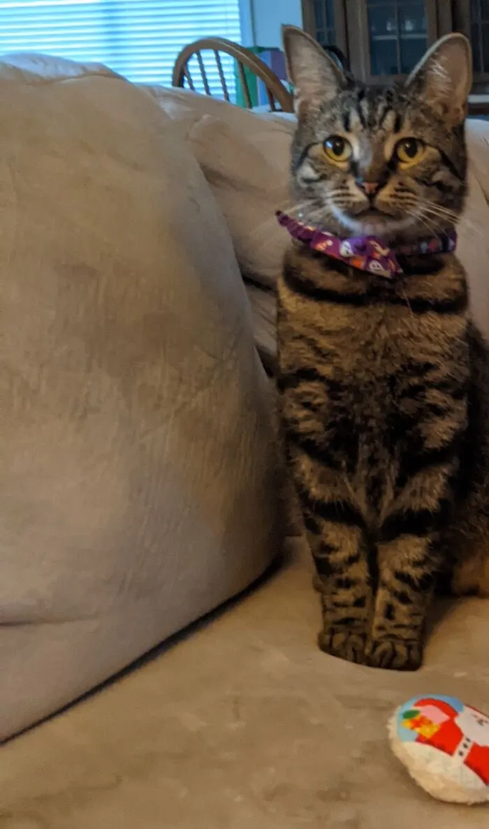 Stevie After Stevie Nicks. We Call Her 'Stevie Nyx" Tho