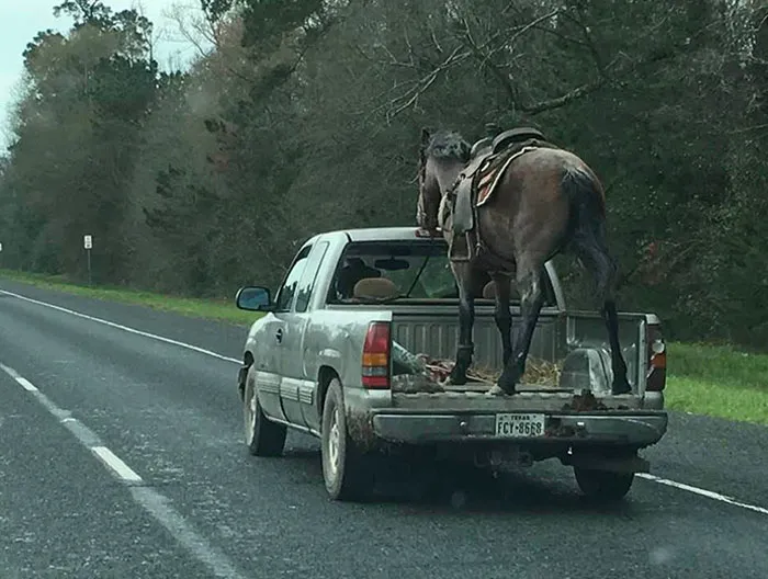 Solo en Texas. O está muy bien entrenado, o está aterrorizado, pobre caballo