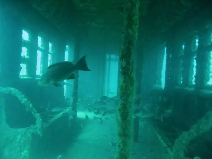 Retired NYC Subway Car Dumped Off The Coast As An Artificial Reef