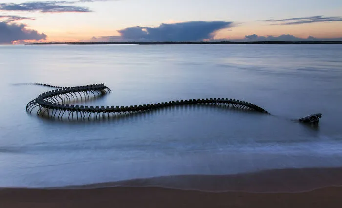 Serpent D'océan In Saint-Brevin-Les-Pins, France