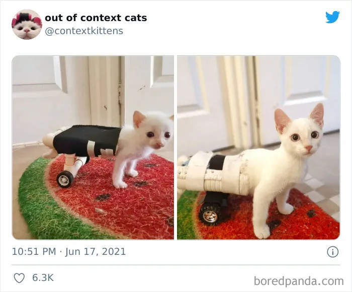 The “Out Of Context Cats” Twitter Page Shares Cat Pics That Give Off Confusing Energy (50 Pics)