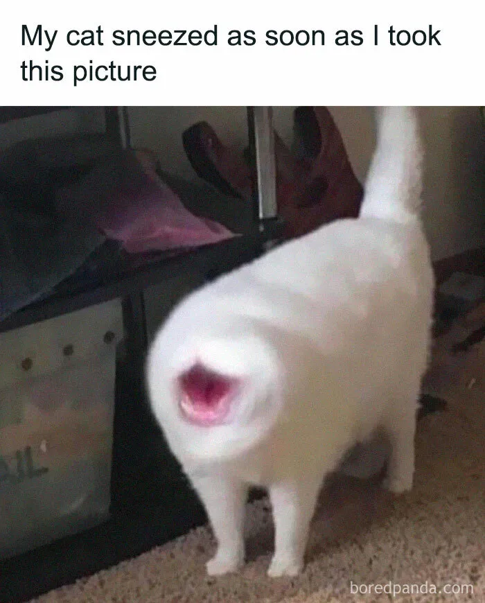 'Cat.Exe Has Stopped Working': This IG Account Collects Hilarious Images Of Broken Cats (50 Pics)