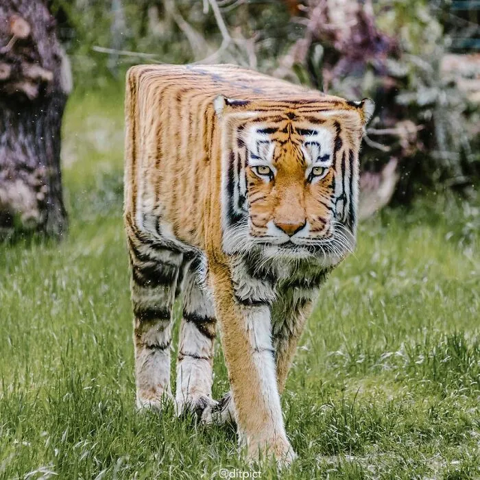 Artist Changes Animals To Be Shaped Like Cubes (24 New Pics)