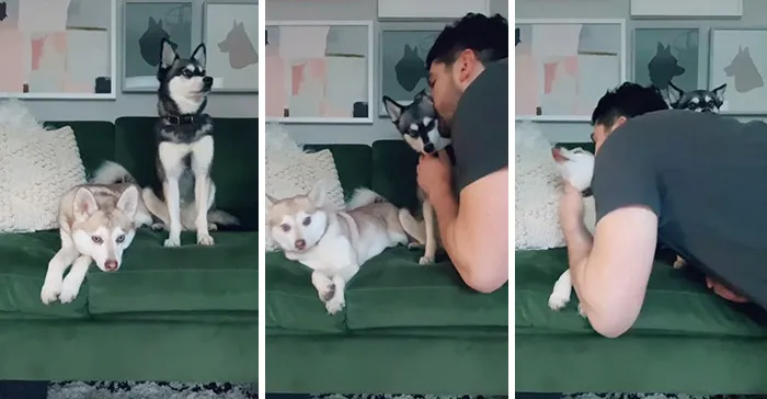Owners Wanted To See The Reactions Of Their Pets After They Get Unexpected Kisses (45 Pics)