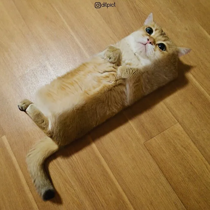 Artist Changes Animals To Be Shaped Like Cubes (24 New Pics)