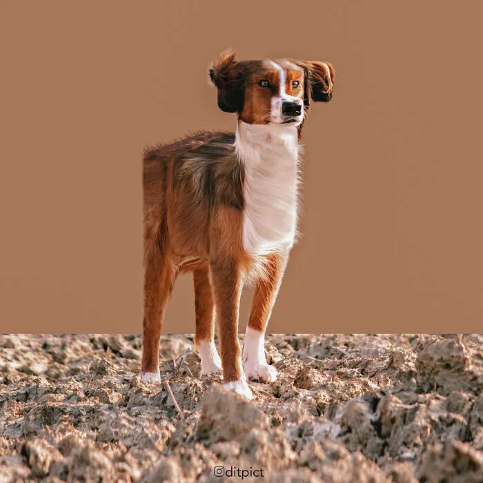 Artist Changes Animals To Be Shaped Like Cubes (24 New Pics)
