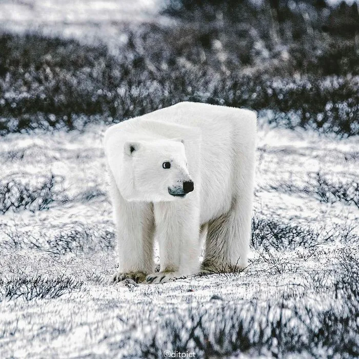 Artist Changes Animals To Be Shaped Like Cubes (24 New Pics)