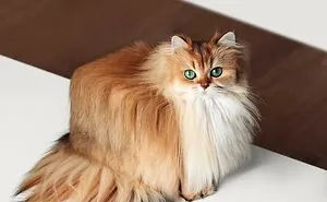 Artist Changes Animals To Be Shaped Like Cubes (24 New Pics)