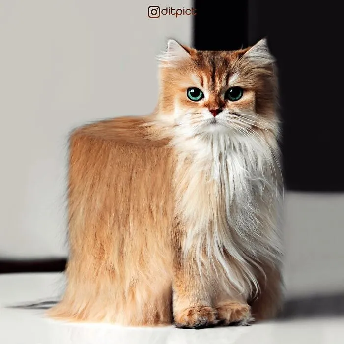 Artist Changes Animals To Be Shaped Like Cubes (24 New Pics)