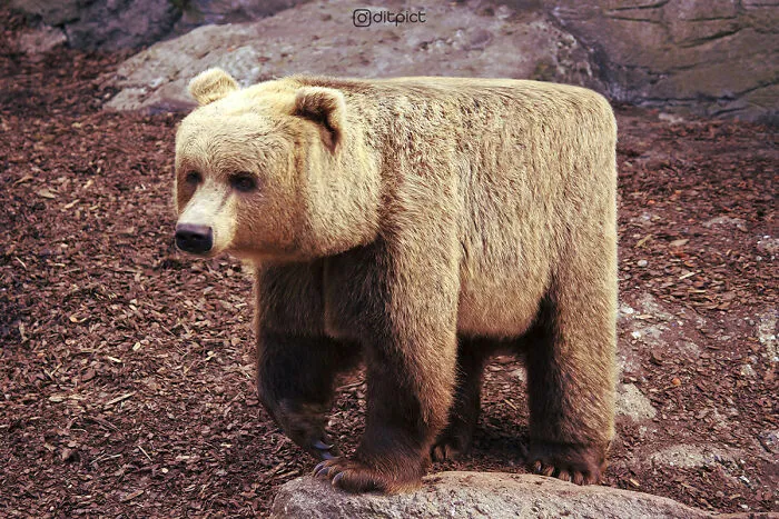 Artist Changes Animals To Be Shaped Like Cubes (24 New Pics)