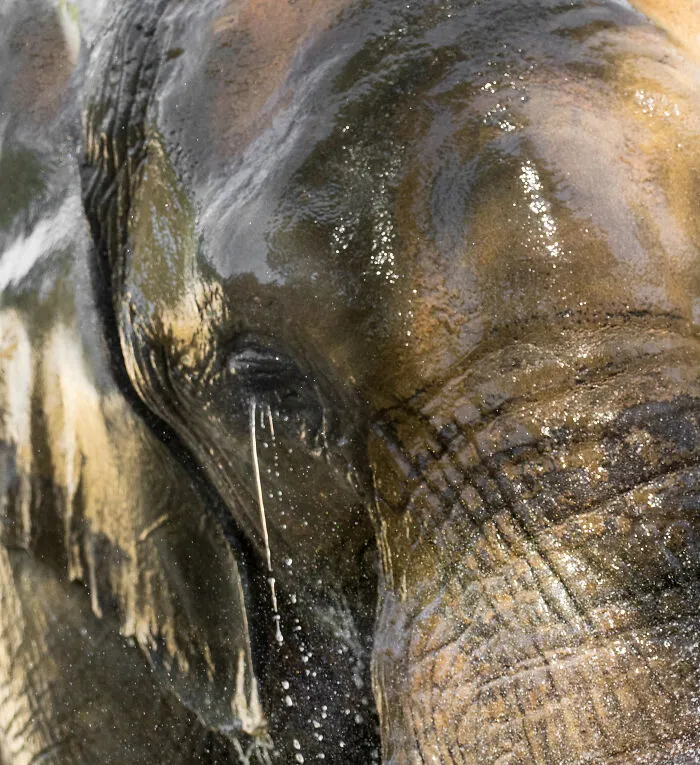 I Took Pictures Of Elephants At +40 Degrees