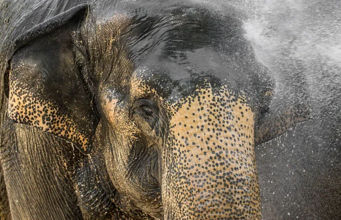 I Took Pictures Of Elephants At +40 Degrees