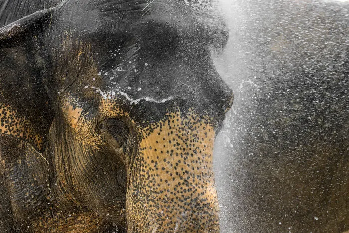 I Took Pictures Of Elephants At +40 Degrees