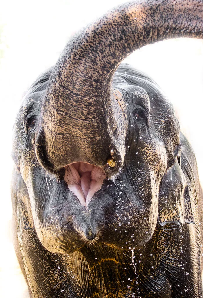 I Took Pictures Of Elephants At +40 Degrees