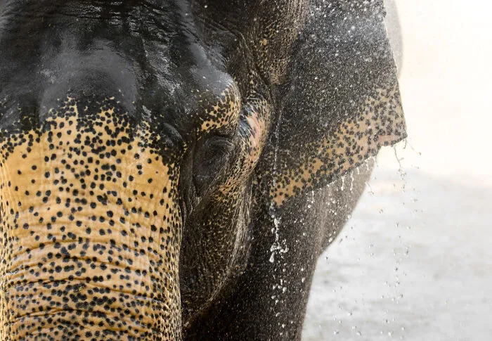 I Took Pictures Of Elephants At +40 Degrees