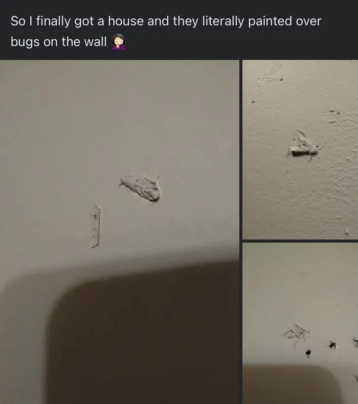 Al fin tengo una casa y han pintado literalmente encima de los bichos de la pared