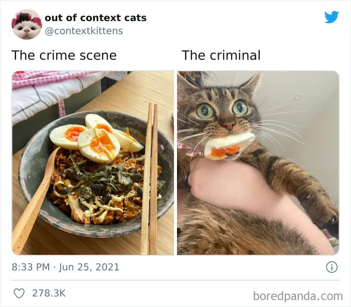 The “Out Of Context Cats” Twitter Page Shares Cat Pics That Give Off Confusing Energy (50 Pics)