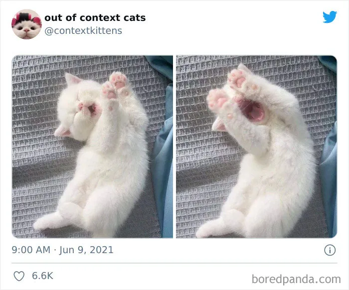 The “Out Of Context Cats” Twitter Page Shares Cat Pics That Give Off Confusing Energy (50 Pics)