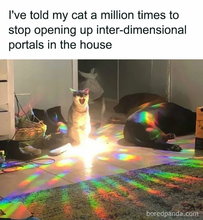 'Cat.Exe Has Stopped Working': This IG Account Collects Hilarious Images Of Broken Cats (50 Pics)