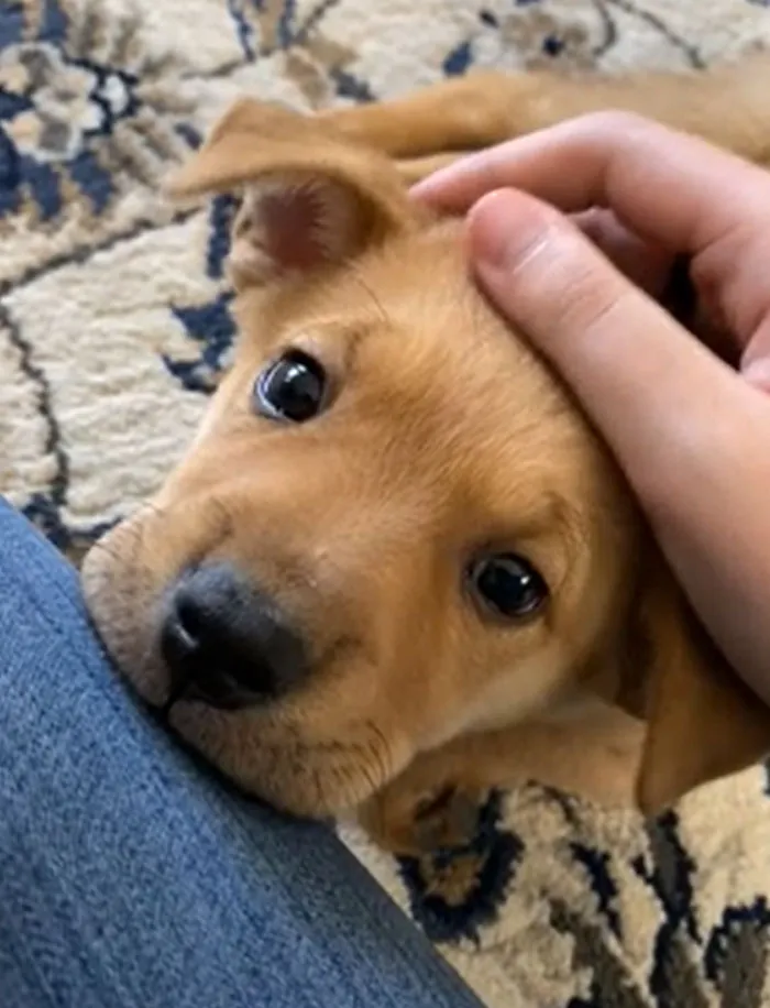 Wanda My Rescue Puppy! I Think This Is Her Realizing She’s Found Her Forever Home