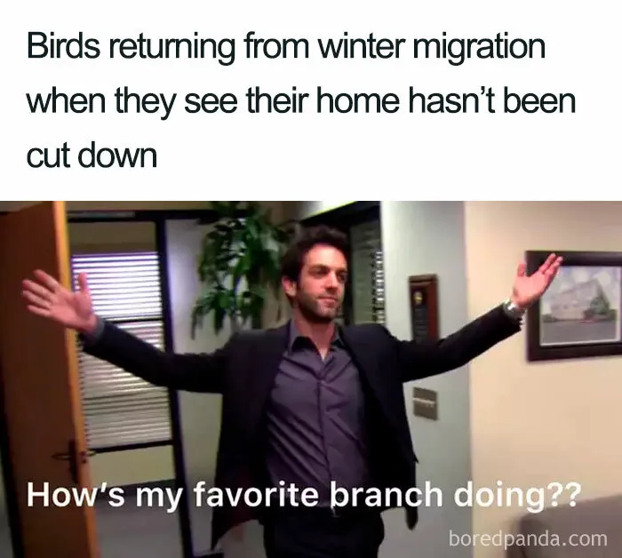 Bird Puns