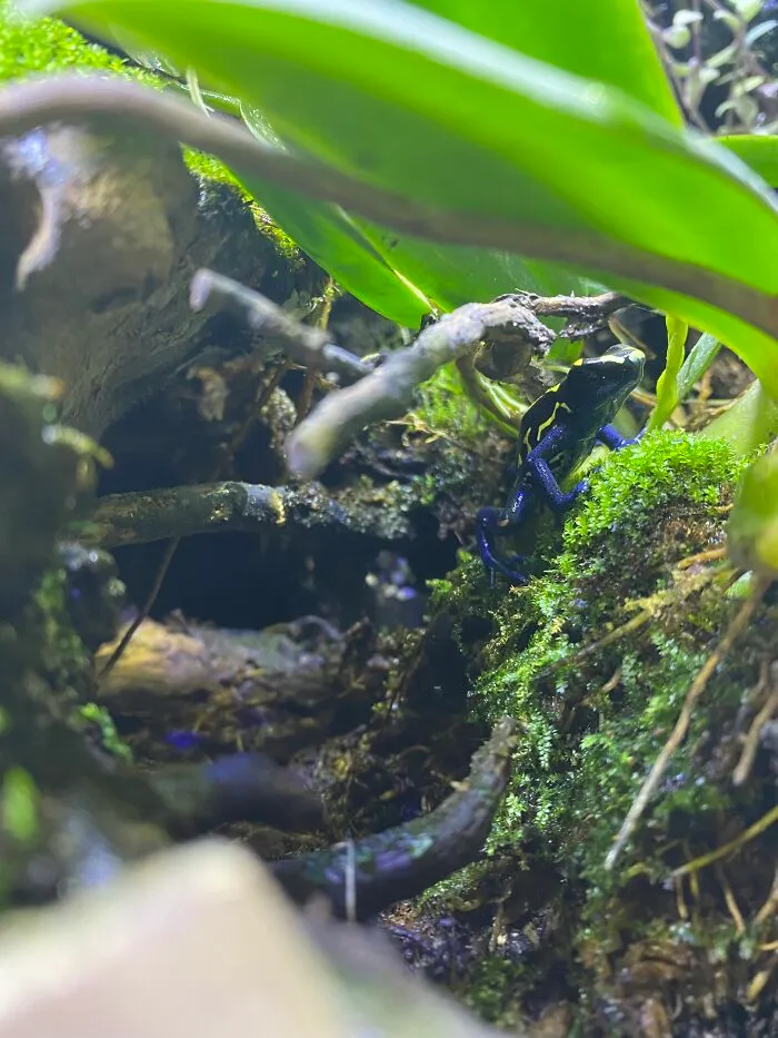 I Make Bioactive Homes For My Reptiles And Amphibians.
