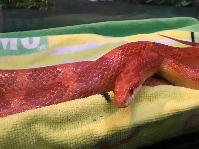 This Is Fireball The Corn Snake