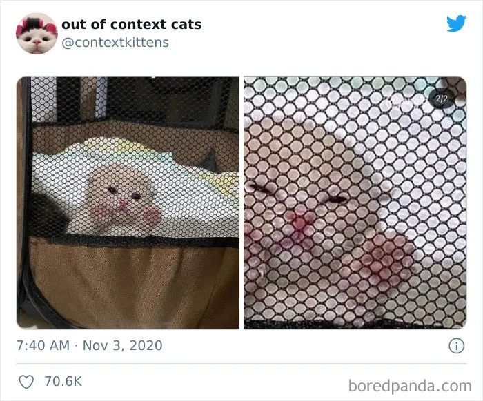 The “Out Of Context Cats” Twitter Page Shares Cat Pics That Give Off Confusing Energy (50 Pics)
