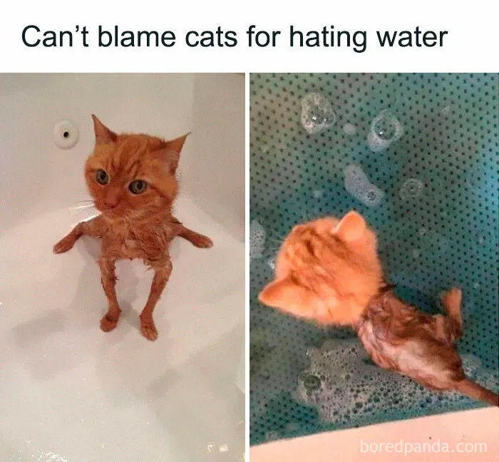 'Cat.Exe Has Stopped Working': This IG Account Collects Hilarious Images Of Broken Cats (50 Pics)