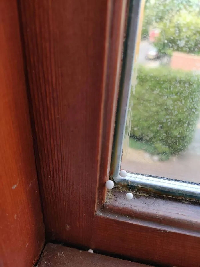 ¿Qué son estas pequeñas bolas blancas que siguen apareciendo en la esquina de mi ventana?