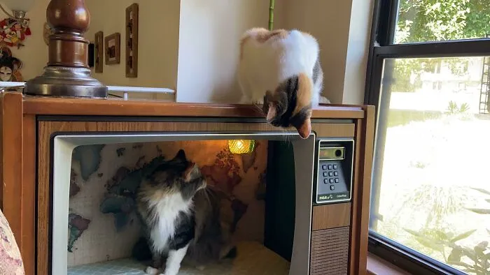 Update! TV With Cats (And You Can See The Chandelier I Made From An Old Vase)