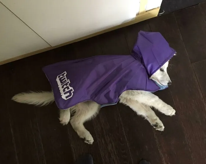 A Raincoat For My Dog Made Out Of A Broken Promotional Umbrella (She’s Not Impress)
