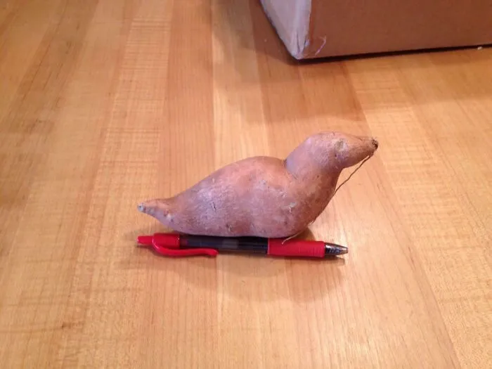 Este boniato parece una foca