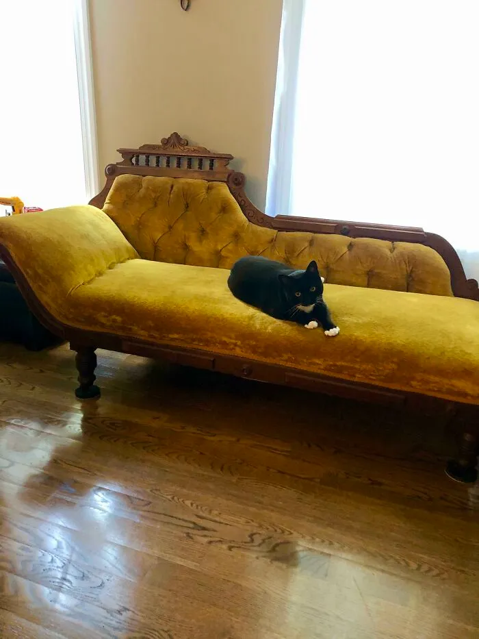 I’m Moving Into My First House And Snagged This Couch Off Fb Marketplace For $60. Kitty Approves!