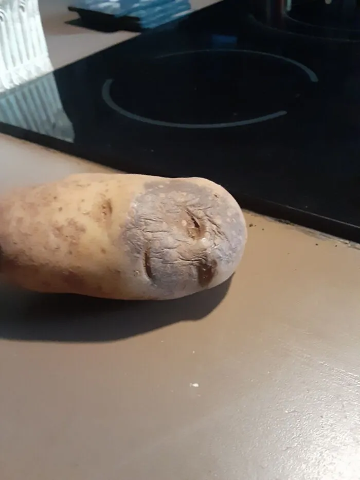 Patata vieja
