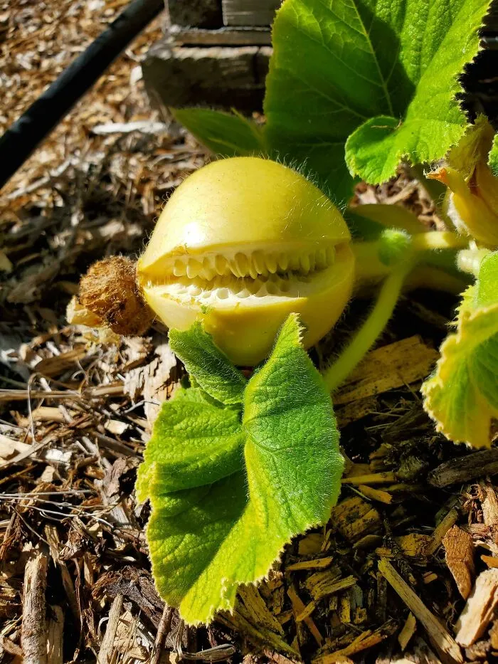 Esta calabaza de nuestro jardín se partió y parece que tiene dientes
