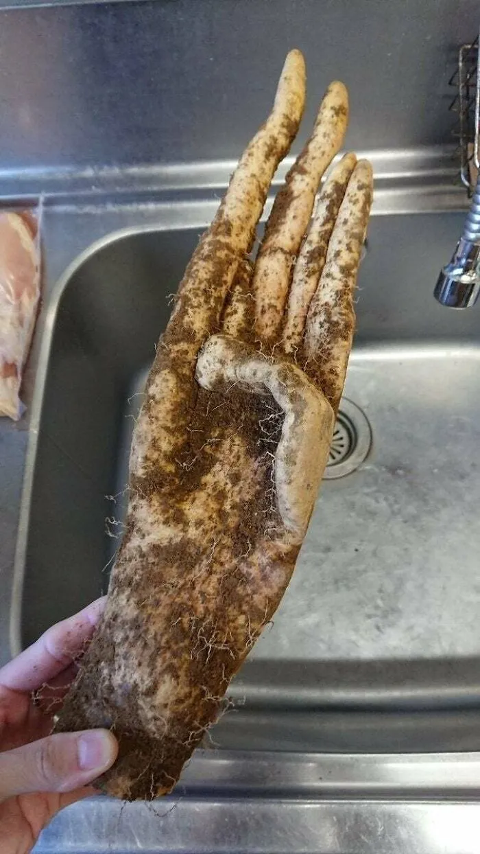 Este boniato parece una mano humana