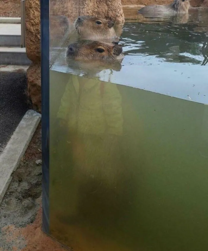 Capybara Looks Like It’s Wearing Clothes Due To Reflection