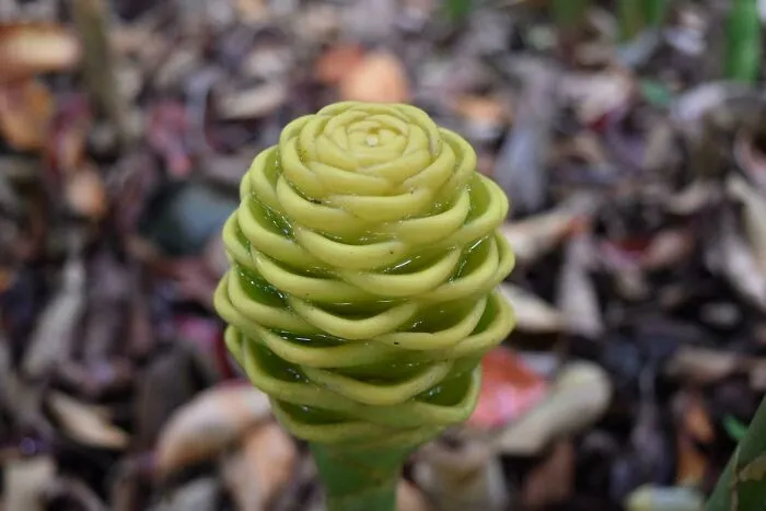 Geometry In Nature