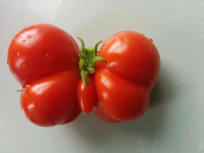 Este tomate que creció en nuestro jardín tiene forma de mariposa