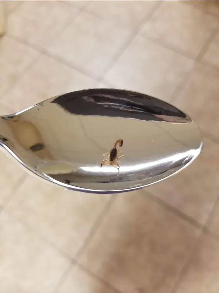 Scorpion I Just Happened To Find In My Bra Before Putting It On (Teaspoon For Scale)