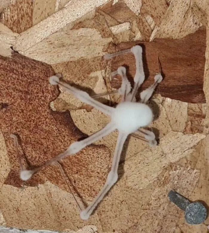 Don’t Like Spiders? How About A Zombified Spider Reanimated By A Fungal Infestation?