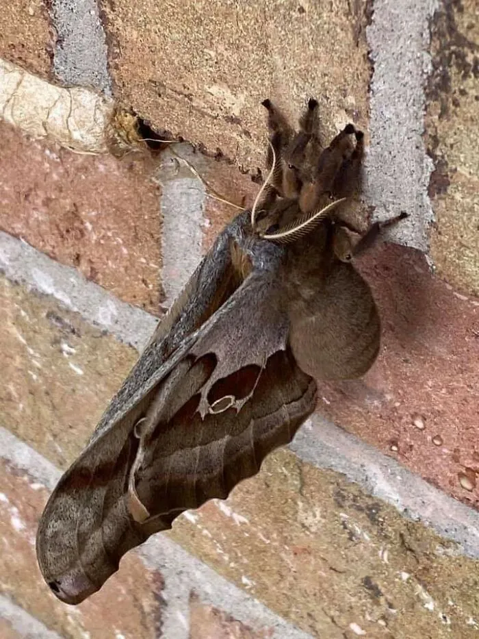 Antheraea Polyphemus... Básicamente, una tarántula con alas