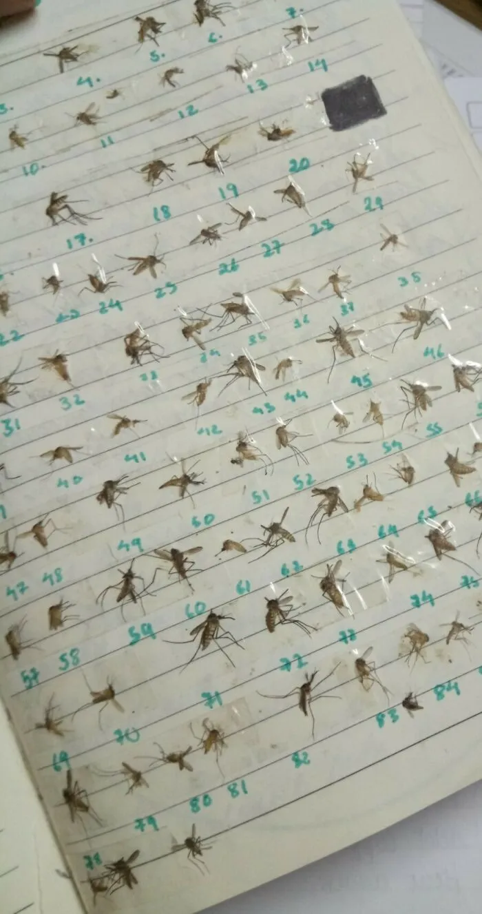 Mosquito Collection