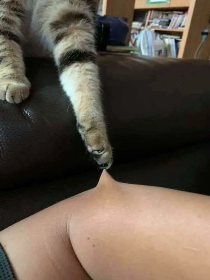 Me he convertido en el juguete del gato