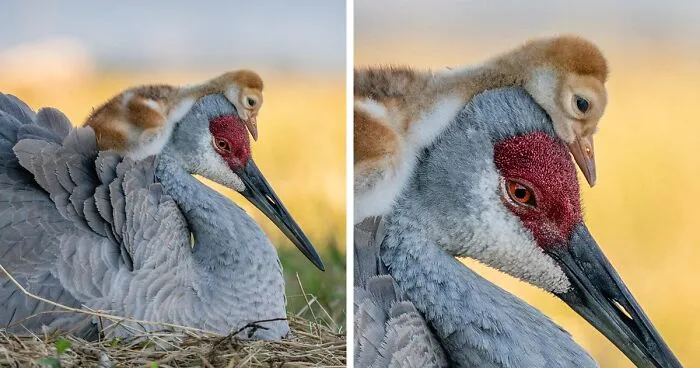 Here Are The 11 Winners Of The Prestigious 2021 Audubon Bird Photography Contest
