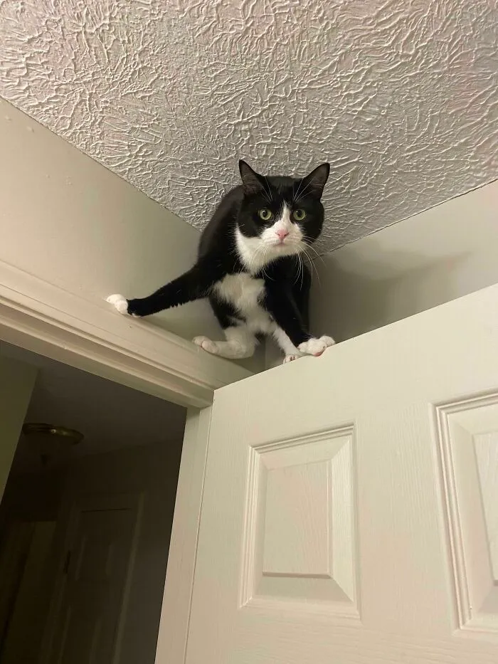 It’s Always A 10 Minute Fight To Get Her To Come Down. I’m Short And She Takes Advantage. And Of Course She Yells At Me The Whole Time