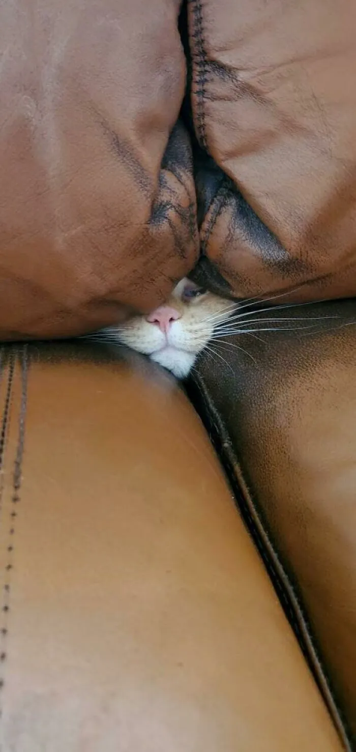 Hola