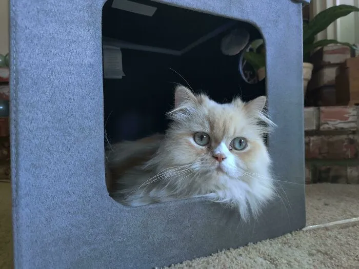 My Cat Is Actually Using A Purchased Product Made For Cats As Intended And Instead Of The Box It Came In. What Is Wrong With Her?!?