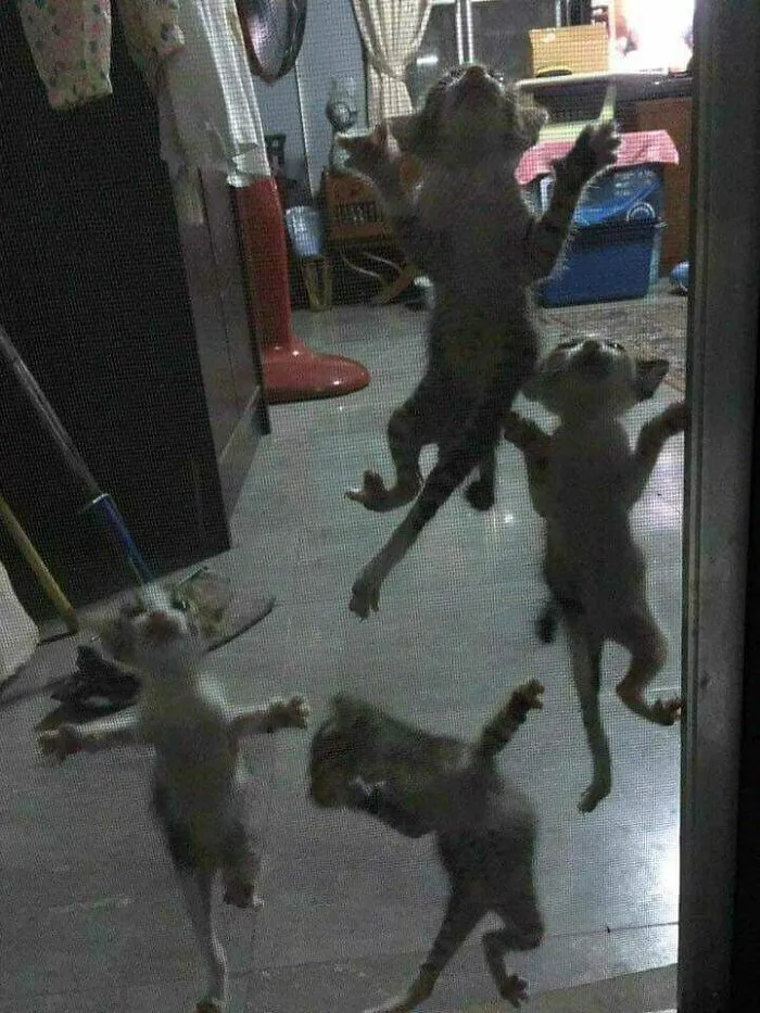 Un extraño tipo de lagartijas invade mi casa